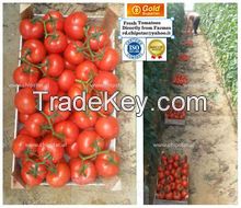Red Color Fresh Tomato from Turkey
