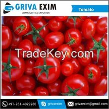 superior Quality Tomato for Sauce Making