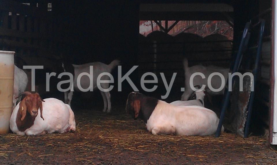 100% FULL BLOODED MILKING BOER GOATS