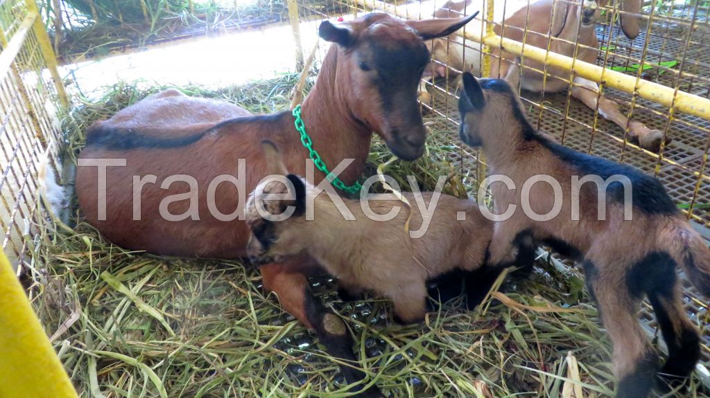 100% FULL BLOODED MILKING ALPINE GOATS