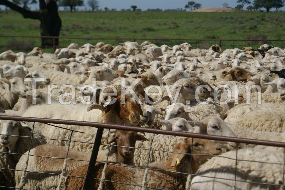 100% FULL BLOODED AWASSI SHEEP