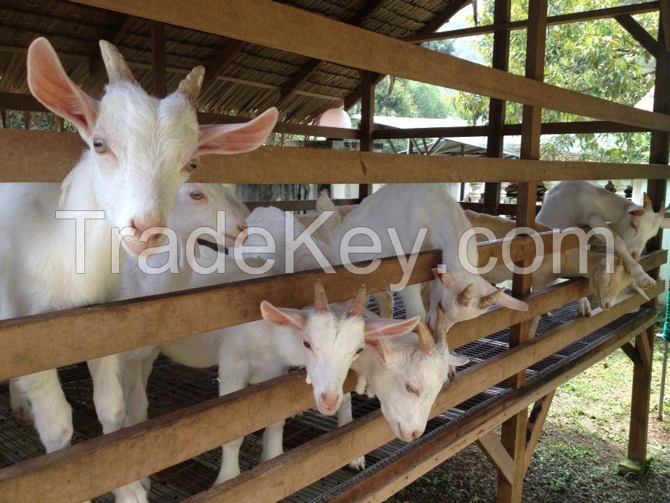 100% FULL BLOODED MILKING SAANEN GOATS