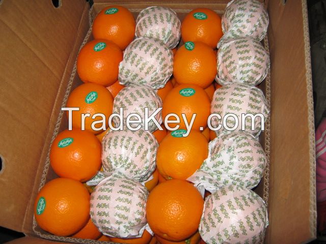 Fresh Orange Fruit 