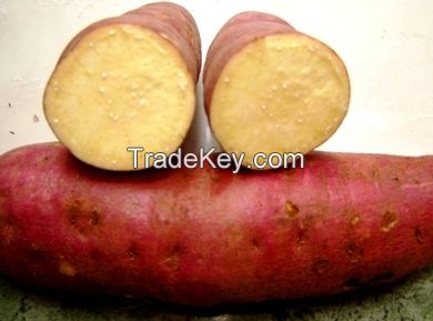 Japanese Sweet Potato