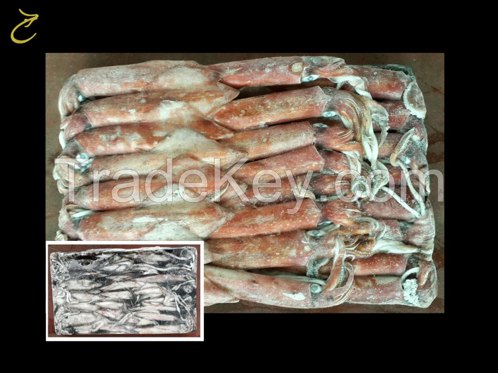 Ribbon Fish, Spotted Spanish Mackerel, Indian Mackerel, Loligo from Indonesia