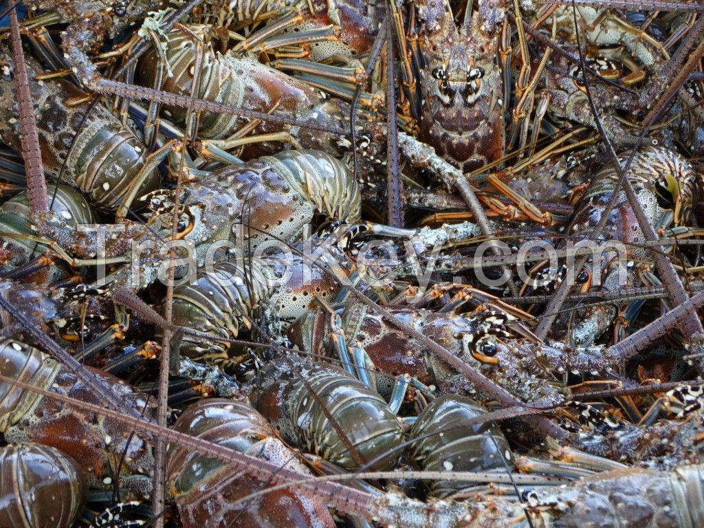 Frozen Lobster Tails