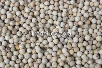 Black pepper 500 G/L; 550 G/L; 580 G/L