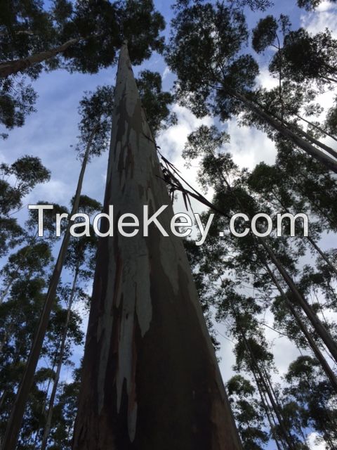 eucalyptus logs