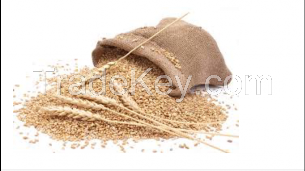  Russian wheat high quality, best price in de market!!!