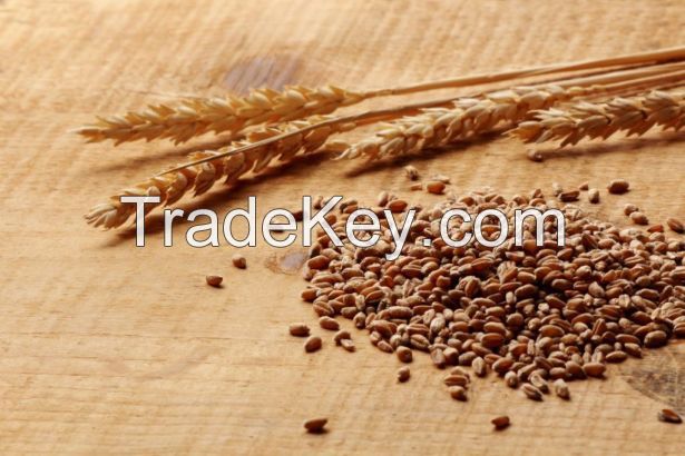 Russia Wheat best price !!!