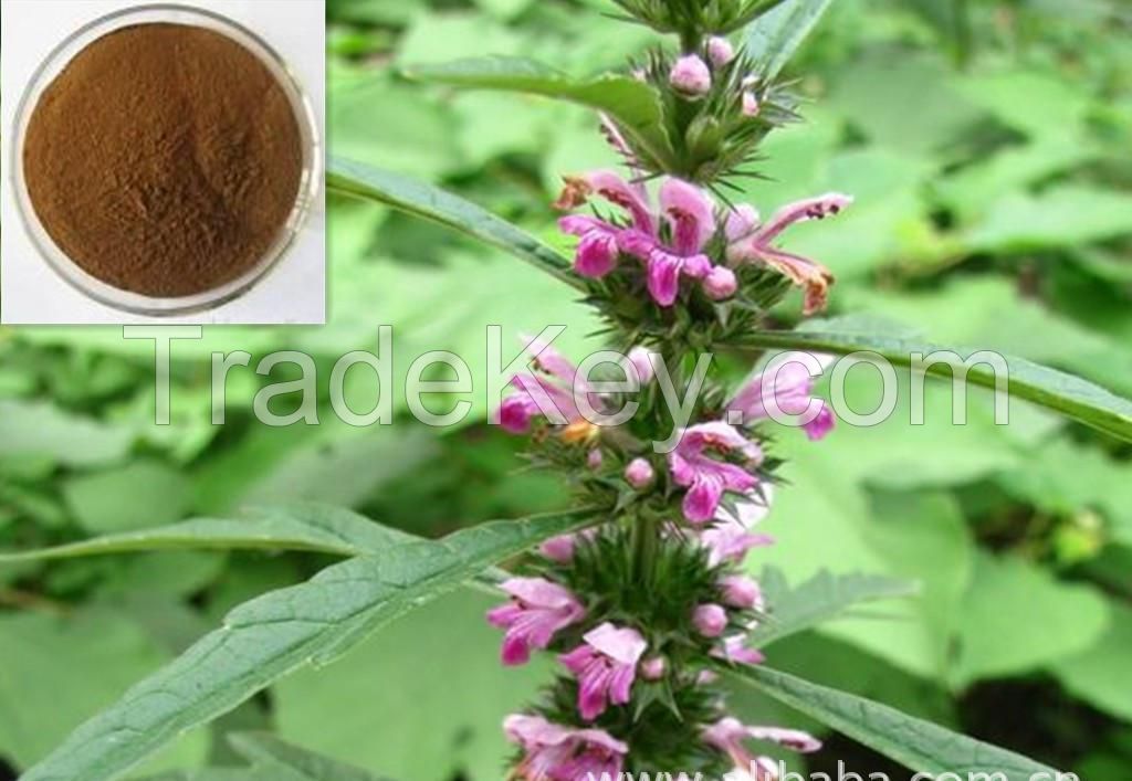 100%  pure natural Leonurus heterophyllus Sweet extract/Stachydrine,Leonurine