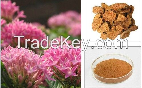 Body energy Rhodiola rosea extract 1% Rhodiola glucoside