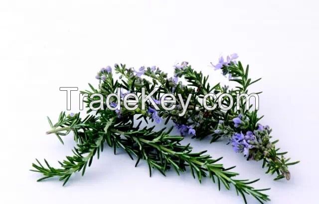 100% pure natural Rosemary Extract Carnosic Acid/ Rosmarinic Acid