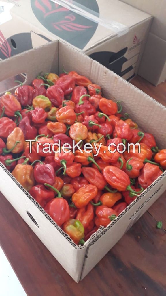 Fresh Whole Red and Orange Habanero Peppers 