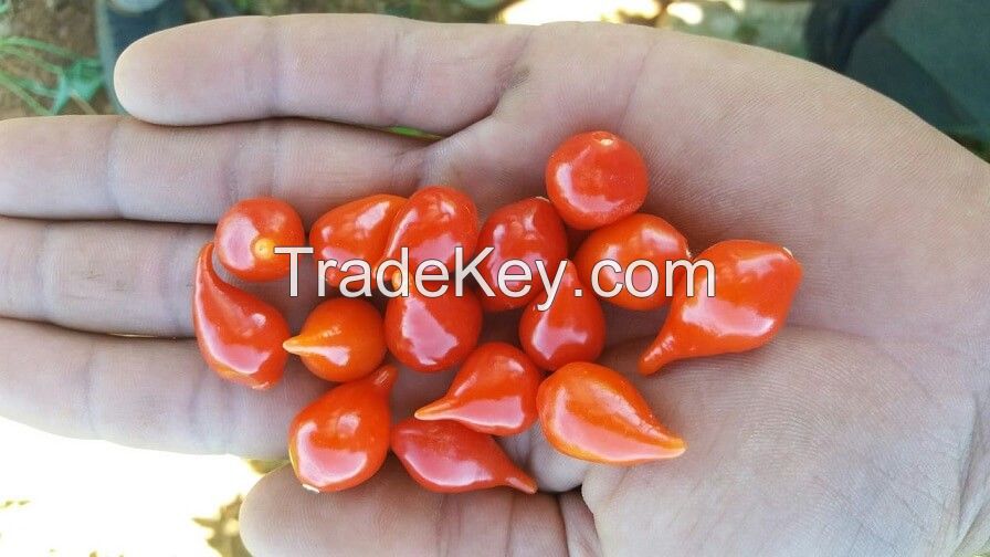 Whole Biquinho Peppers (Red Beak Peppers) 