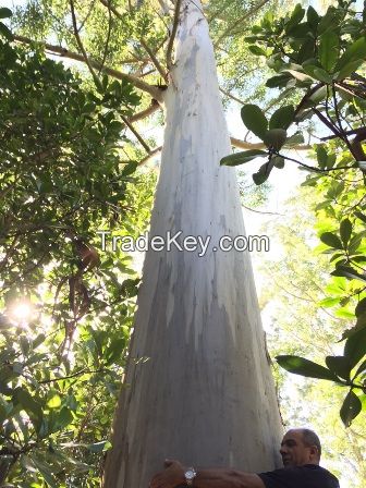 EUCALYPTUS Logs and Chips