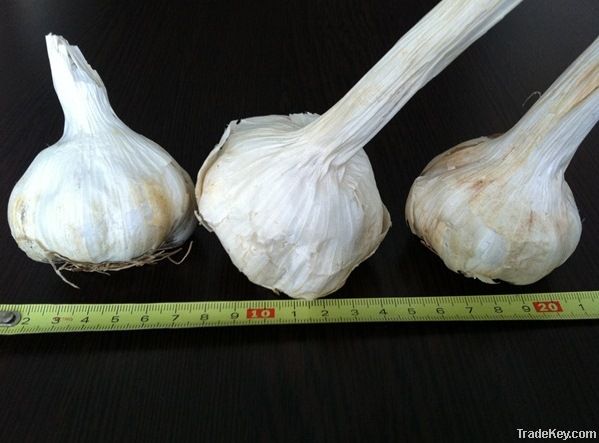 Garlic