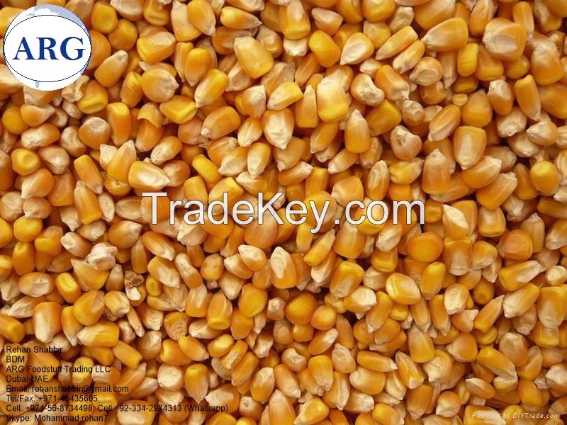 Yellow Corn (Feed)