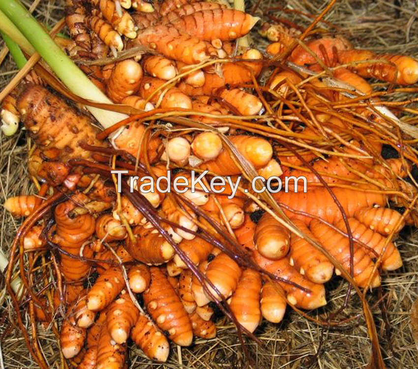 Turmeric Powder(Allepey Turmeric)