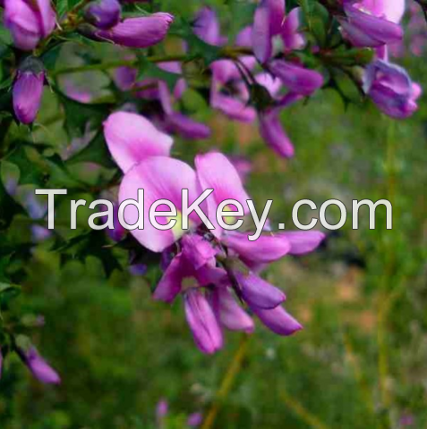 Sell Exotic Plant Seeds, Plants Seed
