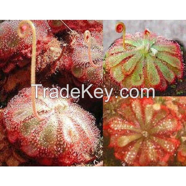 Drosera Alicea