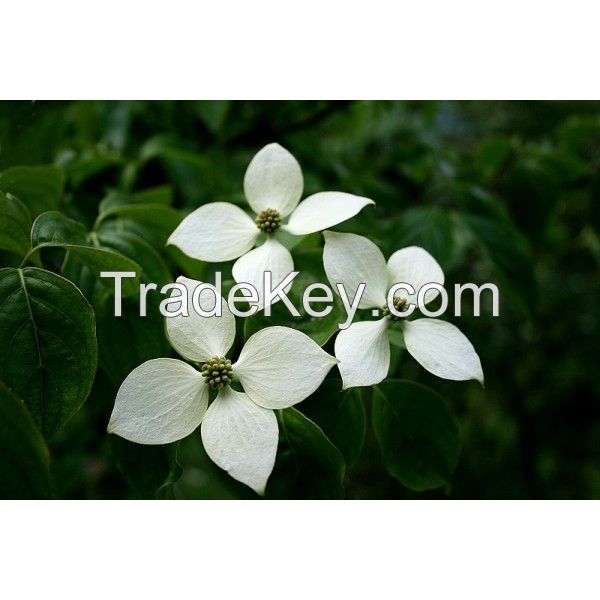 Cornus Kousa Chinensis Seeds (Chinese Kousa Dogwood Seeds)