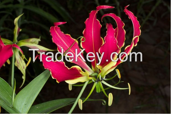 Sell Tropical Flower Seeds, Flowers Seed