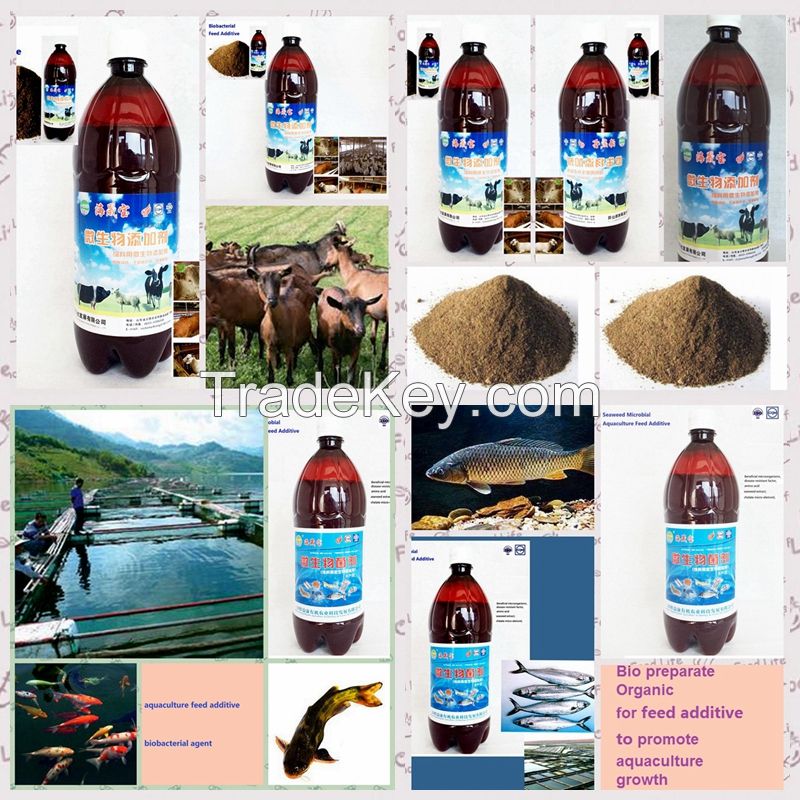 seaweed biobacterial agent-for feed additive