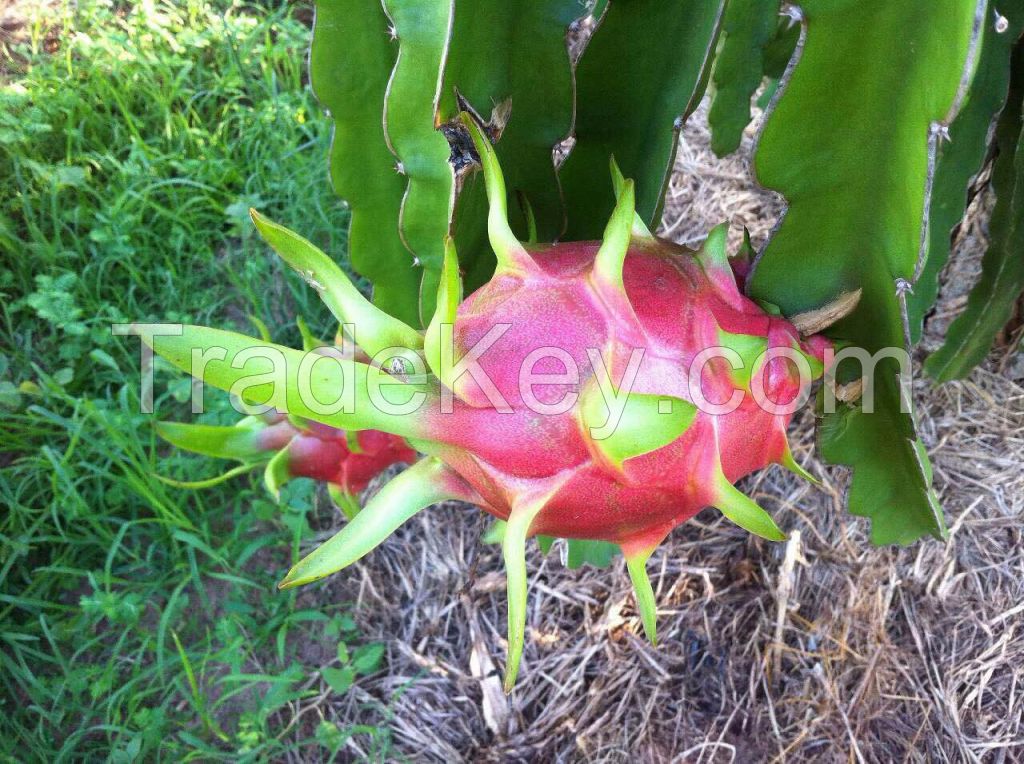 Dragon fruit, Rambutan, Sweet Potato, Young Coconut, Durian, Soursop, Lime,....