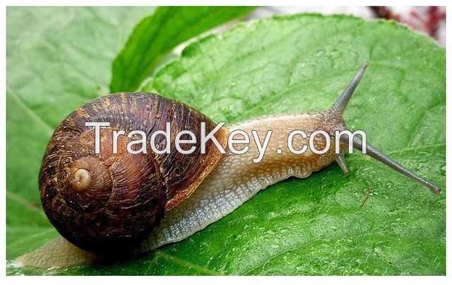 Helix Aspersa Muller