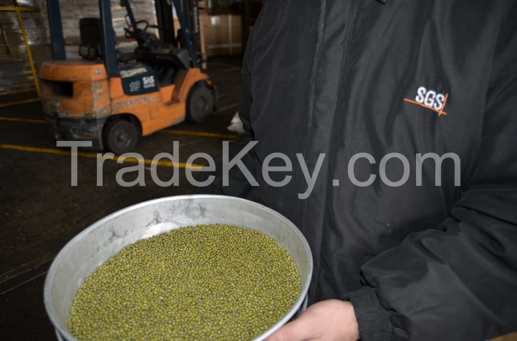 GREEN MUNG BEAN(from Argentina)