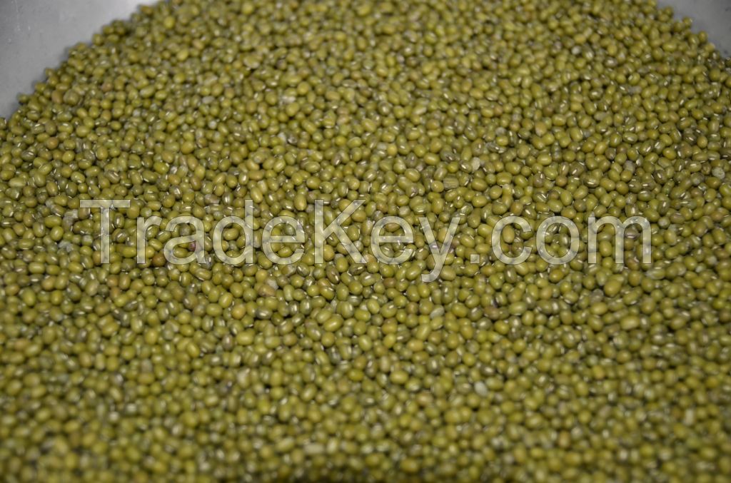 GREEN MUNG BEAN(from Argentina)