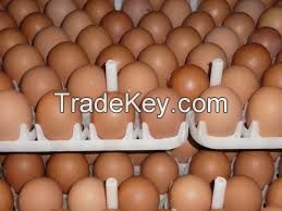 Fresh White Brown Table Eggs /Fresh Chicken Table Eggs &amp; Fertilized Hatch