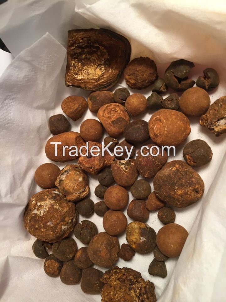 Cattle/Ox/Cow Gallstone