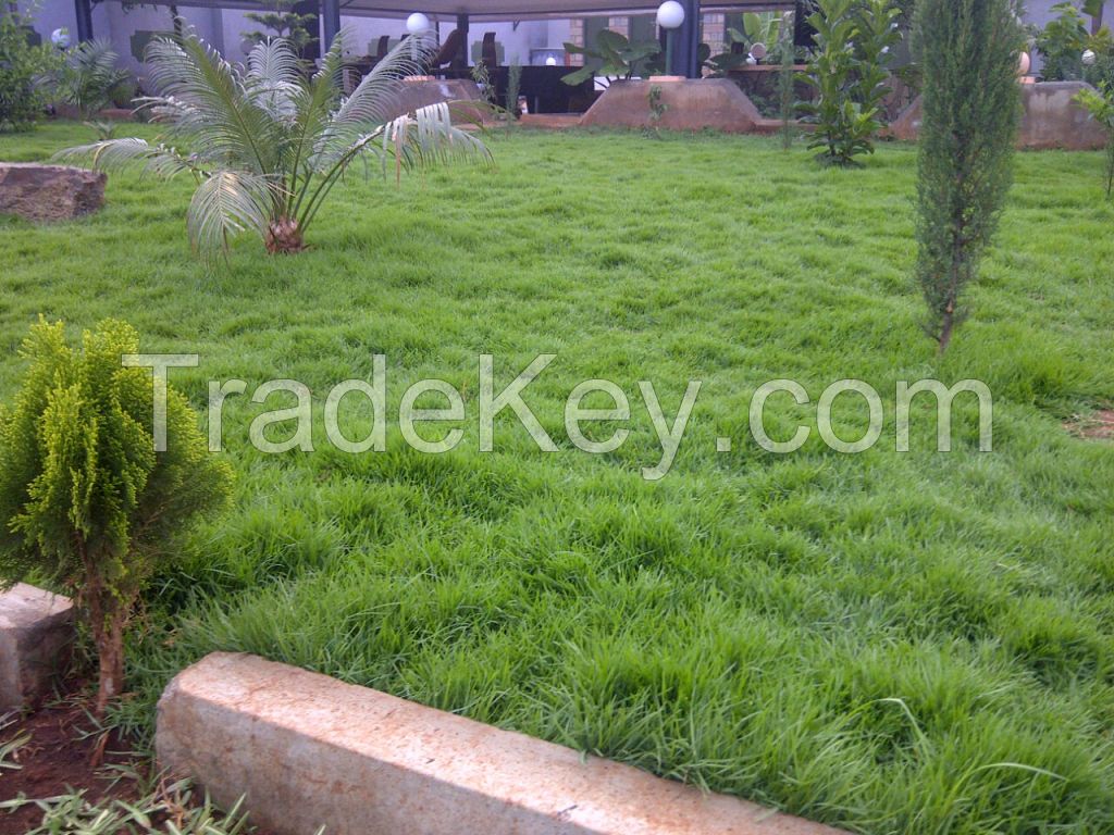 arabic grass