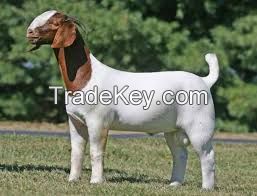 healthy boer goat for sale