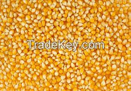 Yellow corn for animal feed