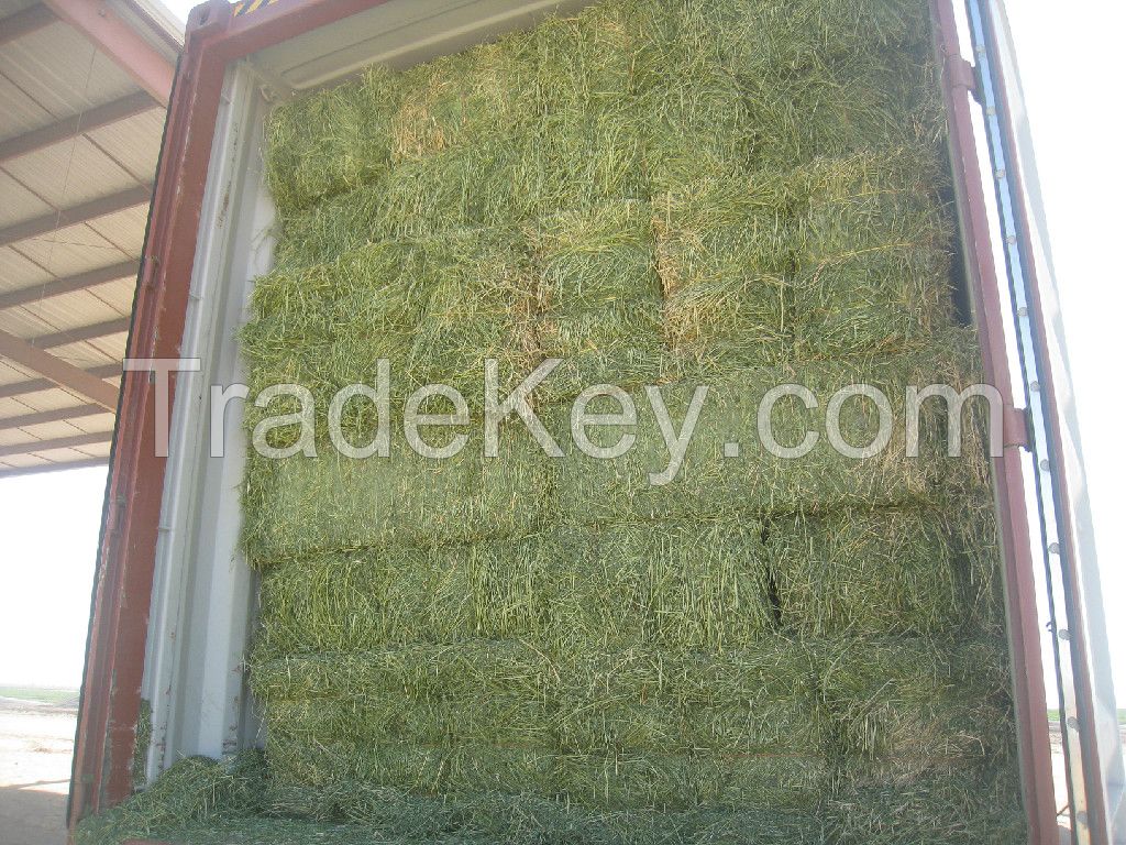 Top Quality Alfafa Hay for Sale / Grade A