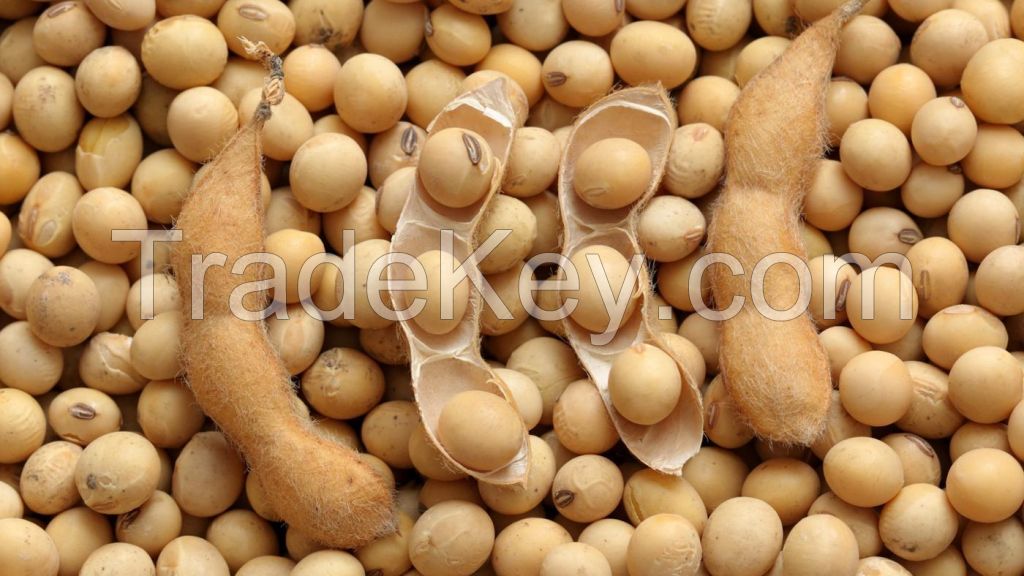 Dried SoyaBeans GMO / Soy Beans for sale