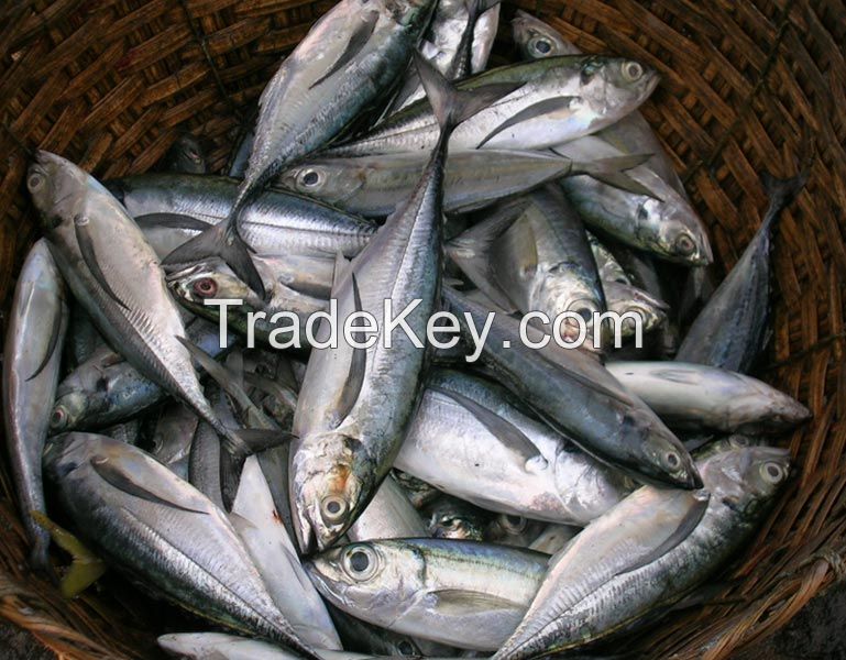 Fresh Frozen Mackerel Pacific for sale