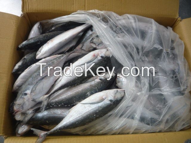 Fresh Frozen Mackerel Pacific For Sale