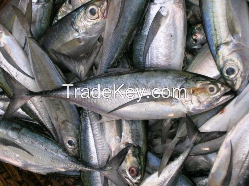 Fresh Frozen Mackerel Pacific For Sale