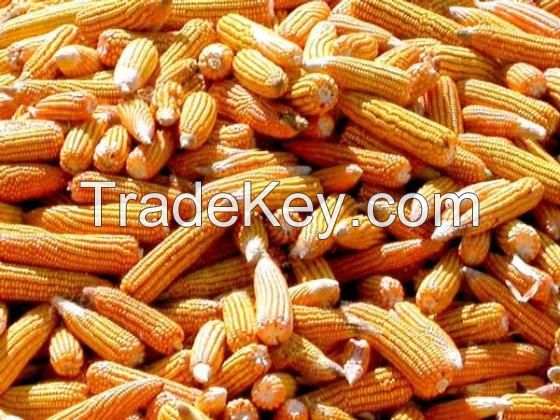 Dried Yellow Corn / Dried Yellow Maize / YELLOW MAIZE for ANIMAL FEED