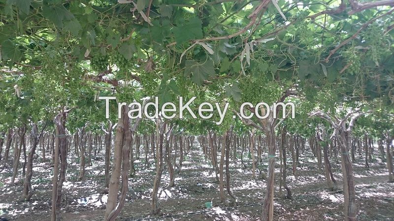 Grapes Exporter