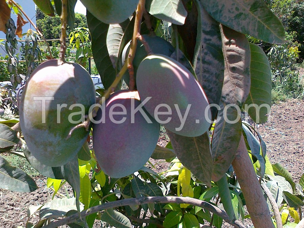 Mangoes Supplier