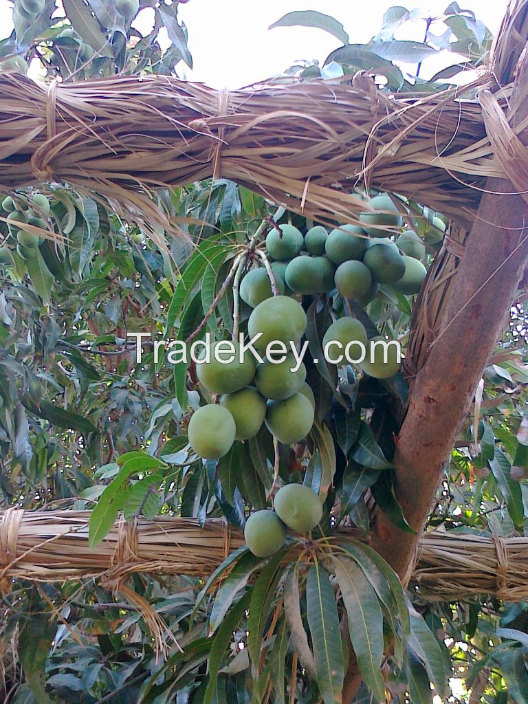 Mangoes Supplier