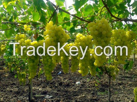 Grapes Exporter