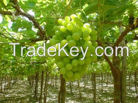 Grapes Exporter