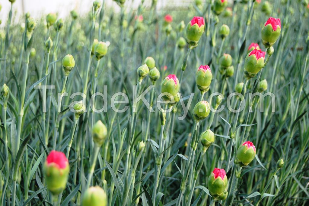 Cut Carnations