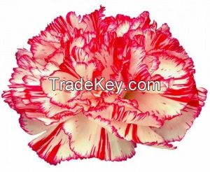 Cut Carnations